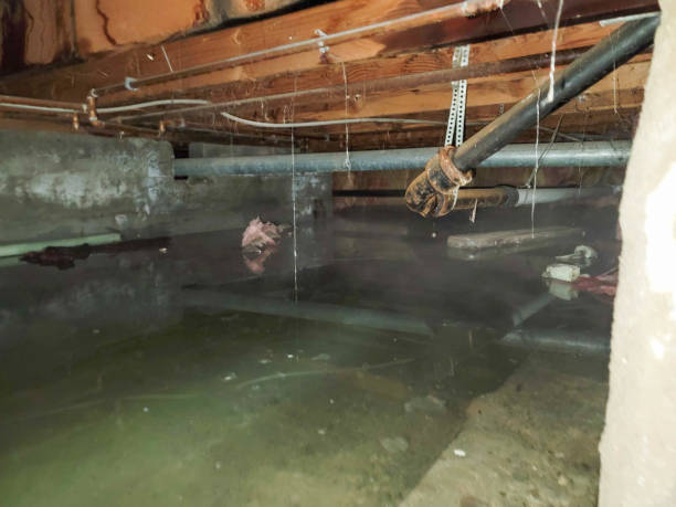 Best Mold removal after water damage  in North Haledon, NJ